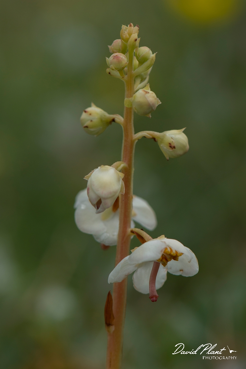 David Plant Photography - Wildlife Photography - Round-leaved wintergreen - C.jpg - Round-leaved wintergreen flowers - Anglesey
