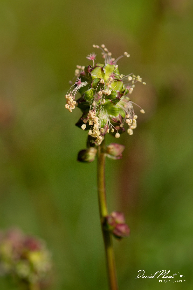David Plant Photography - Wildlife Photography - Salad burnet - A.jpg - Salad burnet - Cotswolds