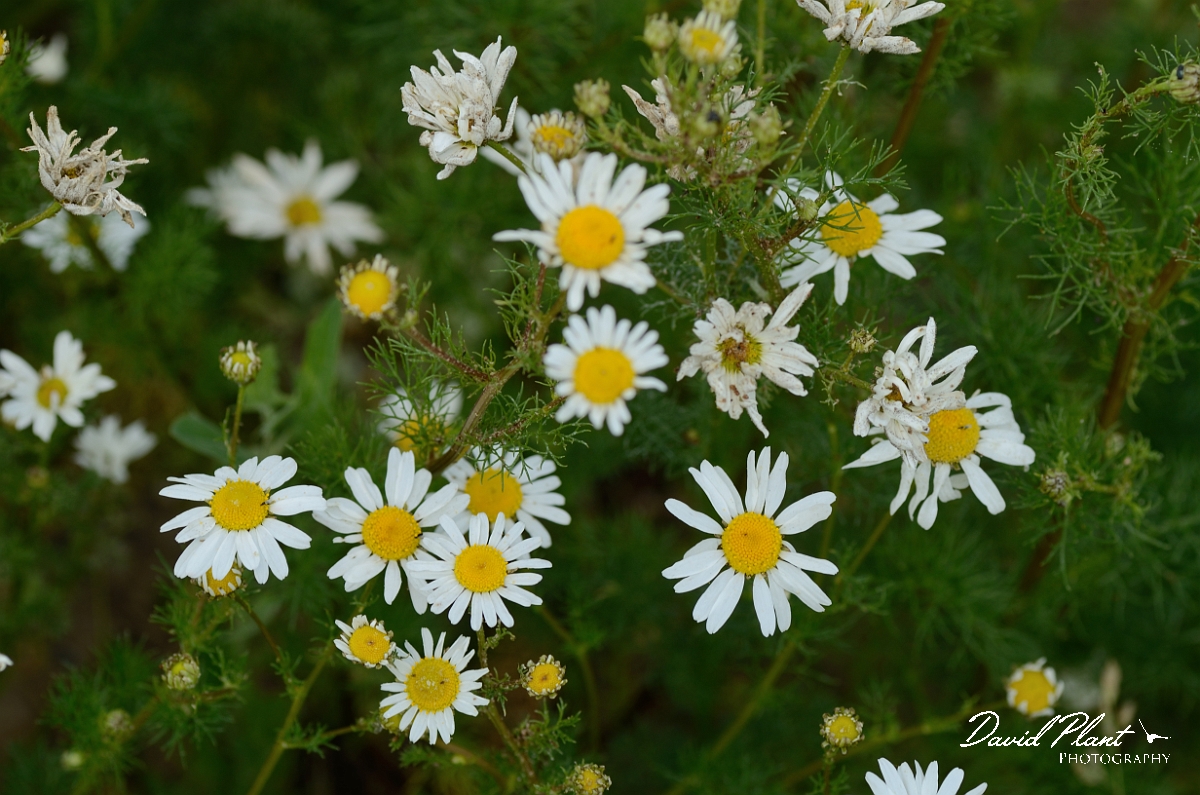 David Plant Photography - Wildlife Photography - Scentless mayweed - A.jpg - Scentless mayweed - Norfolk