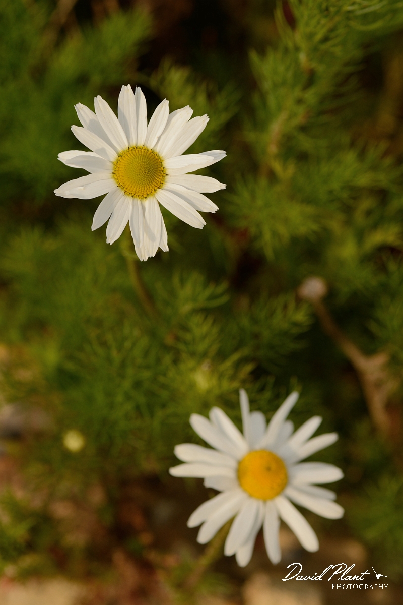 David Plant Photography - Wildlife Photography - Scentless mayweed - B.jpg - Scentless mayweed - Cambridgeshire