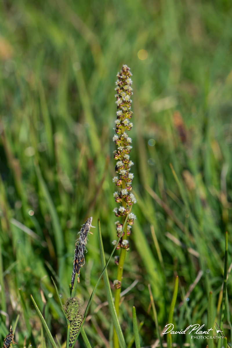 David Plant Photography - Wildlife Photography - Sea arrowgrass- A.JPG - Sea arrowgrass - Argyll