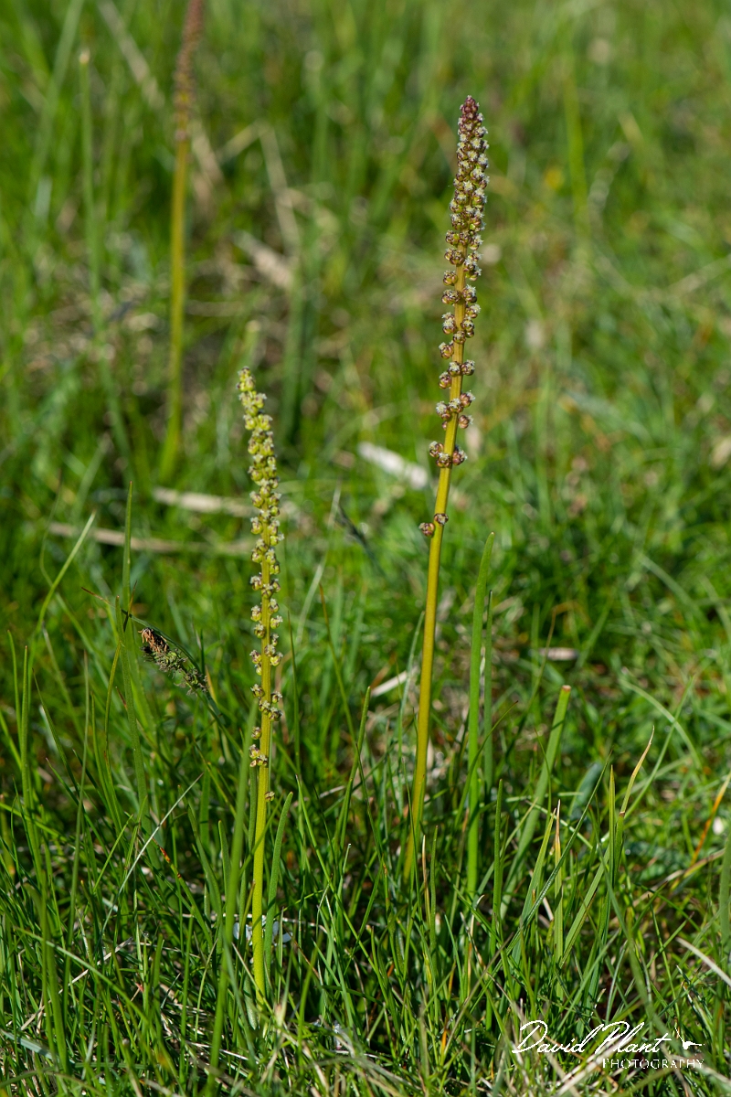 David Plant Photography - Wildlife Photography - Sea arrowgrass- B.JPG - Sea arrowgrass - Argyll