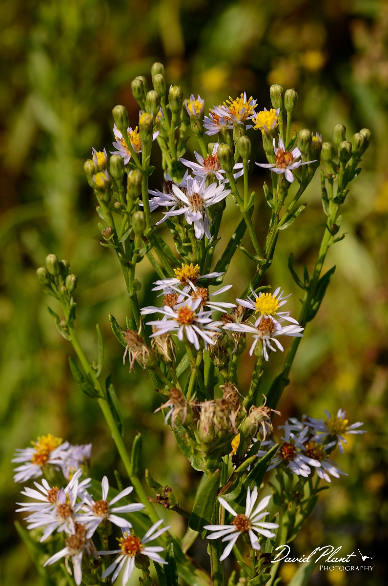 David Plant Photography - Wildlife Photography - Sea aster - A.jpg - Sea aster flowers - Essex