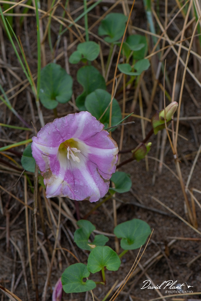 David Plant Photography - Wildlife Photography - Sea bindweed - A.JPG - Sea bindweed - Bridgend