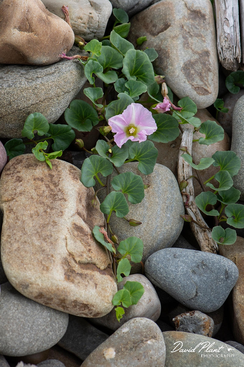 David Plant Photography - Wildlife Photography - Sea bindweed - B.JPG - Sea bindweed - Bridgend