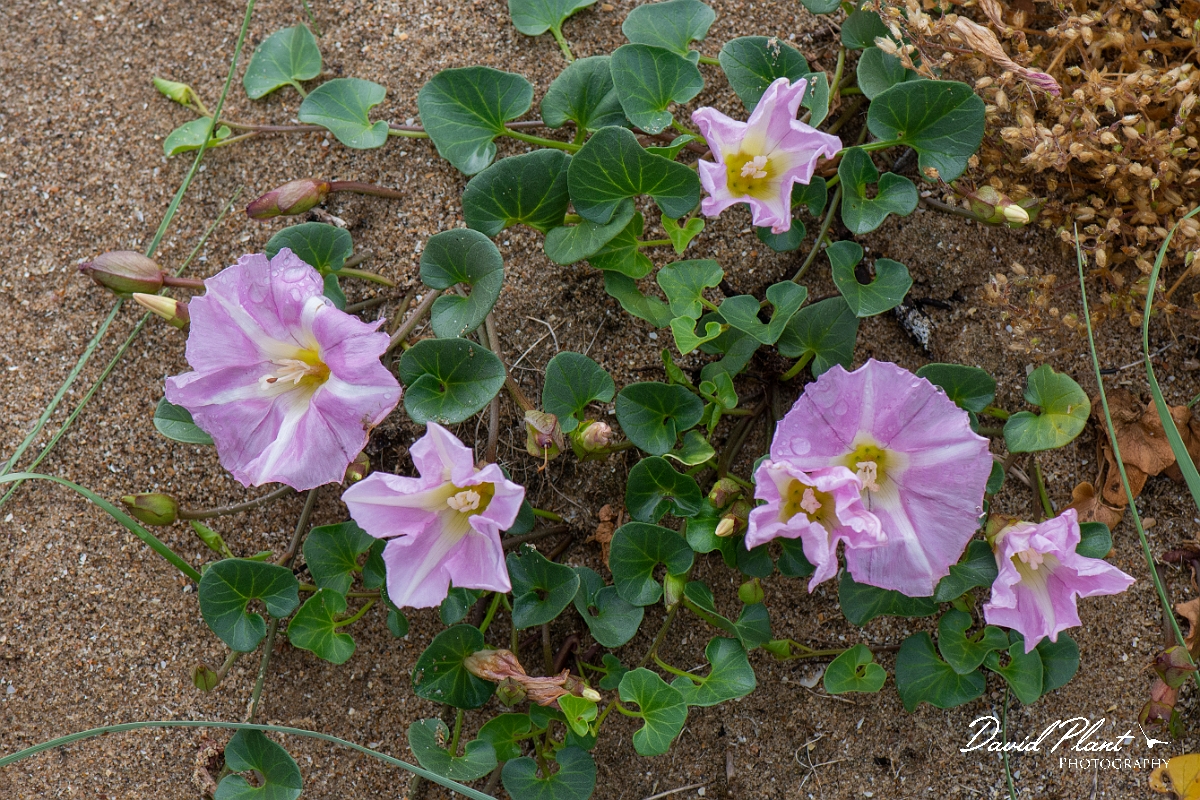 David Plant Photography - Wildlife Photography - Sea bindweed - C.JPG - Sea bindweed - Bridgend
