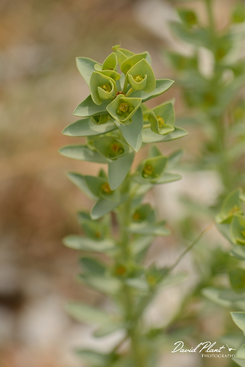 David Plant Photography - Wildlife Photography - Sea spurge - A.jpg - Sea spurge - Norfolk