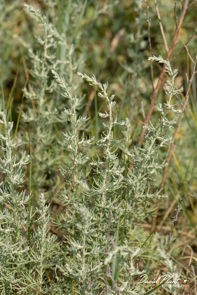 David Plant Photography - Wildlife Photography - Sea wormwood - A.jpg - Sea wormwood - Kent