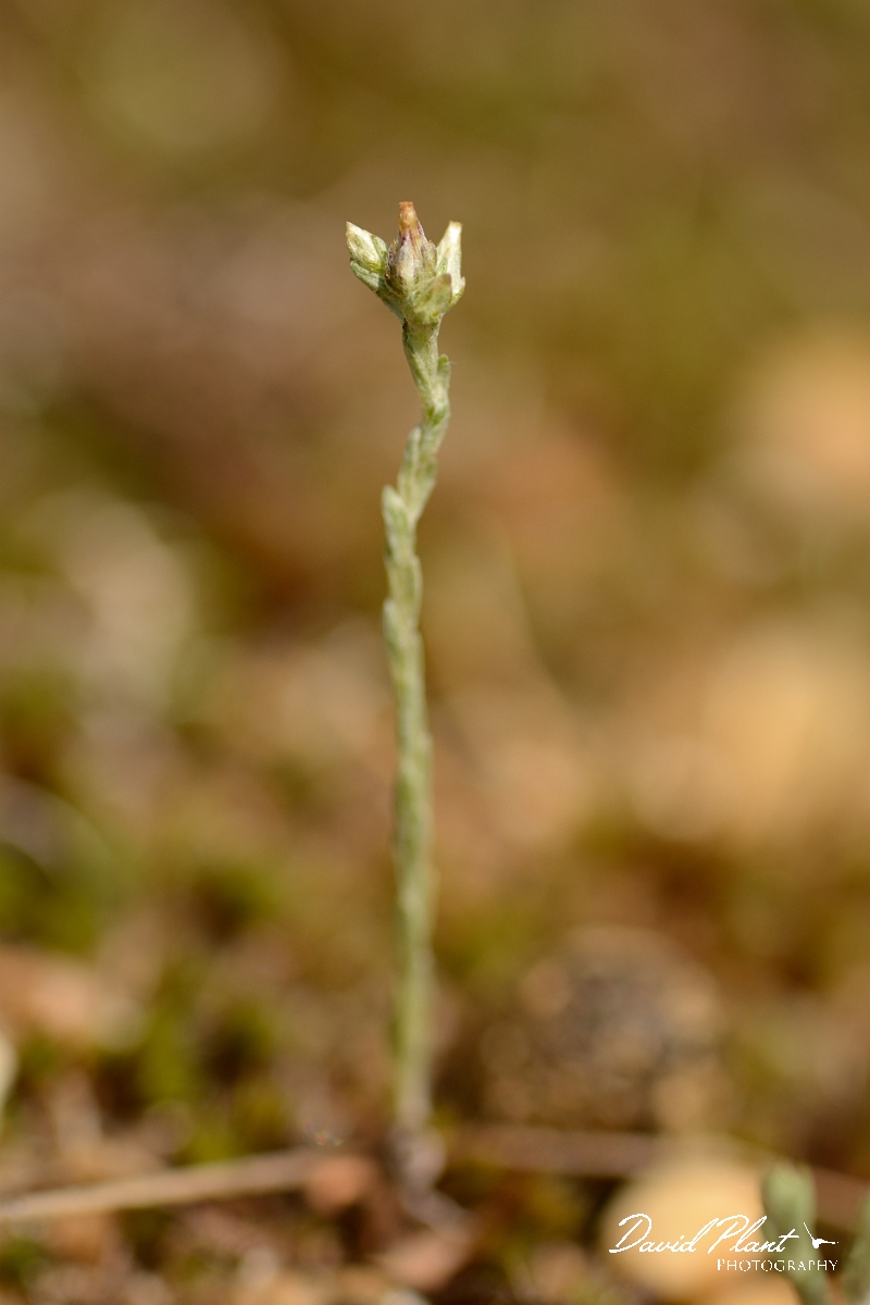 David Plant Photography - Wildlife Photography - Small cudweed - A.jpg - Small cudweed - Suffolk