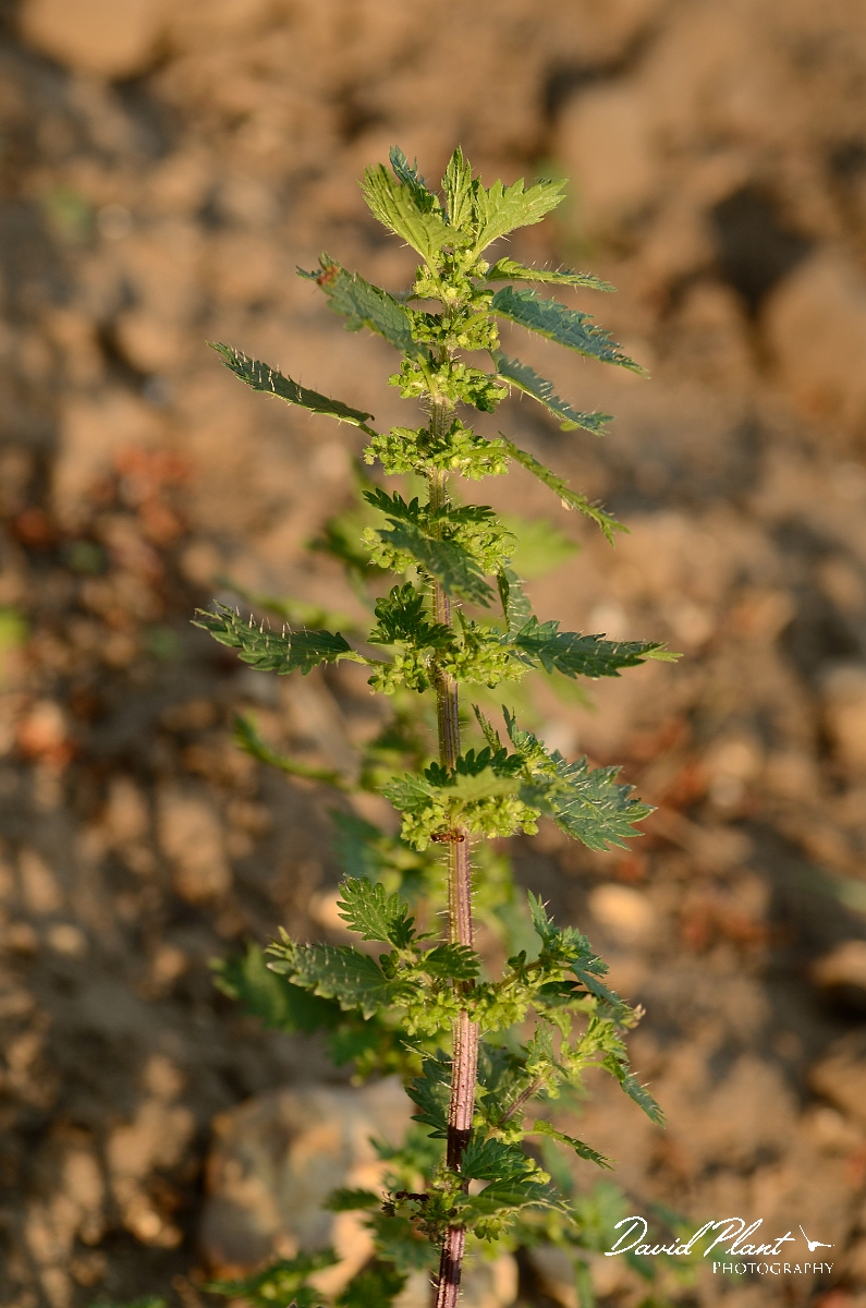 David Plant Photography - Wildlife Photography - Small nettle - A.jpg - Small nettle - Suffolk