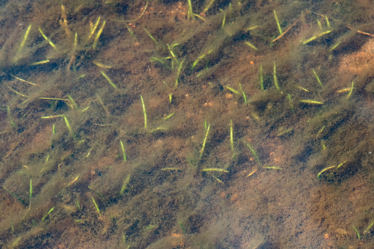 David Plant Photography - Wildlife Photography - Small quillwort - A.JPG - Small quillwort - Cairngorms