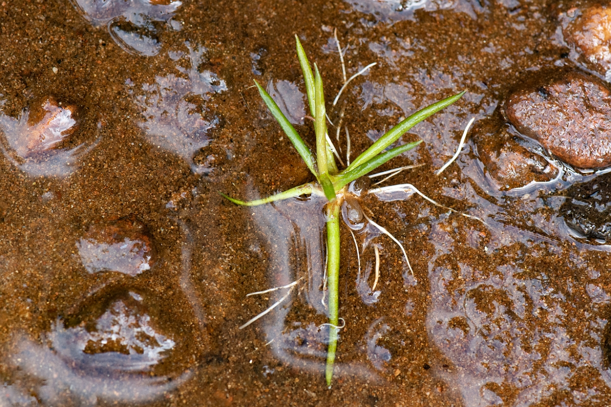 David Plant Photography - Wildlife Photography - Small quillwort - B.JPG - Small quillwort - Cairngorms