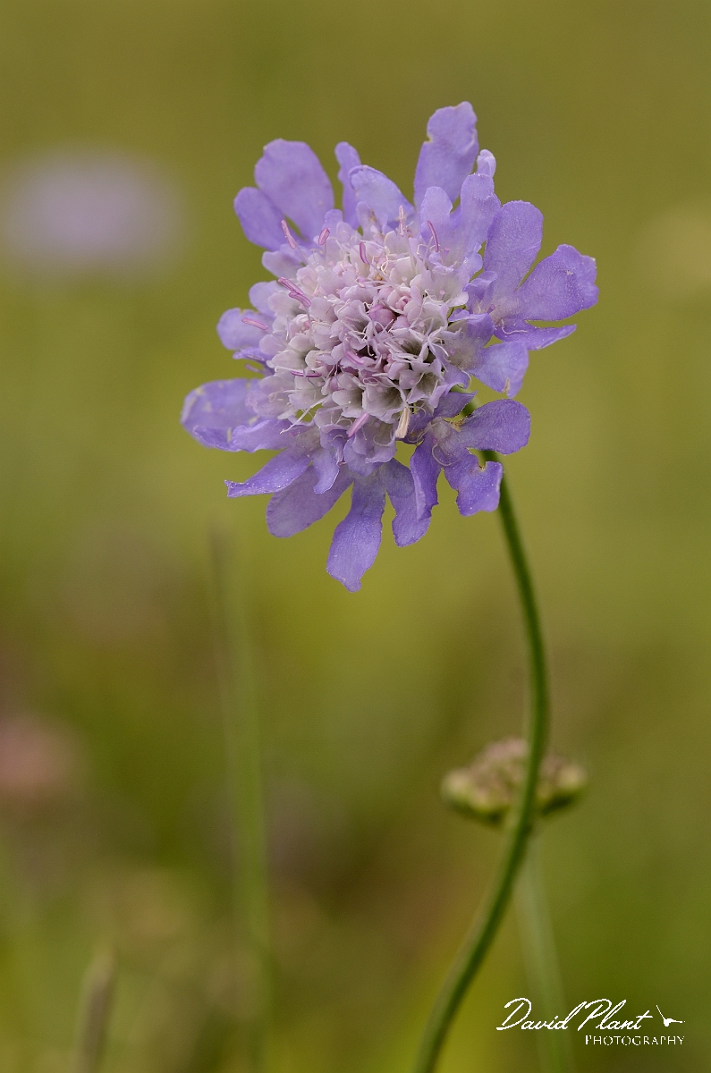 David Plant Photography - Wildlife Photography - Small scabious - A.jpg - Small scabious flower - Bedfordshire