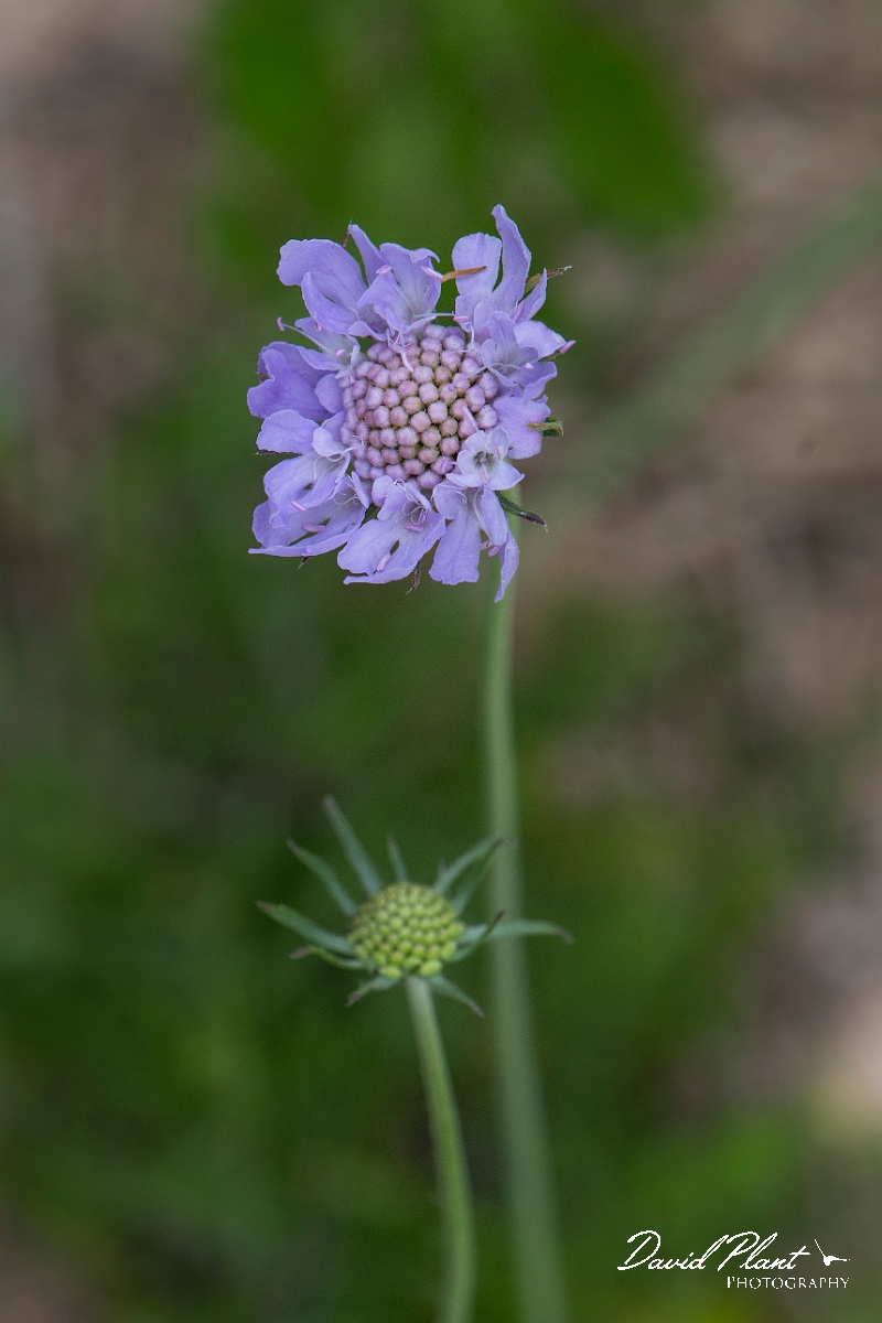 David Plant Photography - Wildlife Photography - Small scabious - B.JPG - Small scabious - Suffolk