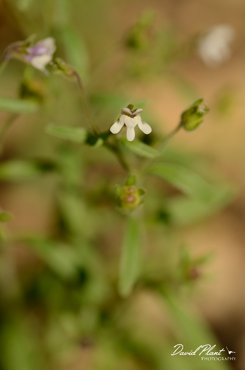 David Plant Photography - Wildlife Photography - Small toadflax - A.jpg - Small toadflax - Cotswolds