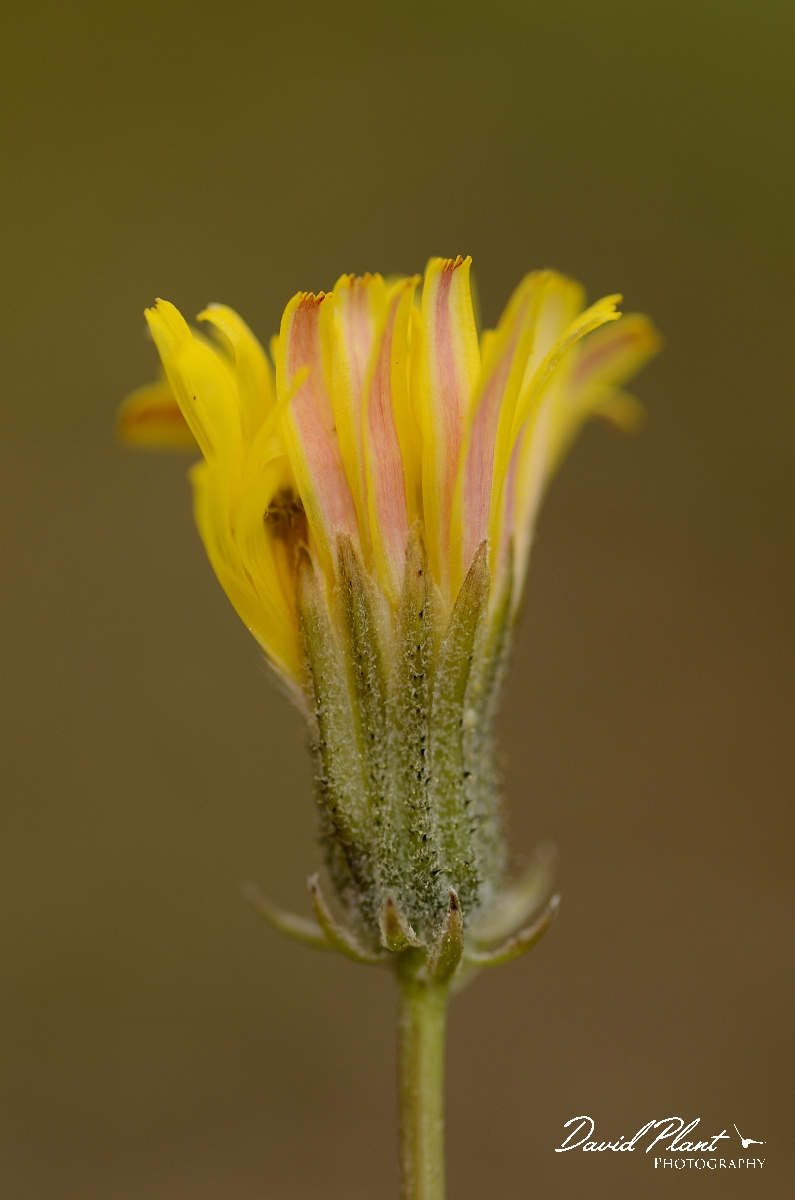 David Plant Photography - Wildlife Photography - Smooth hawksbeard - A.jpg - Smooth hawksbeard flower - Suffolk