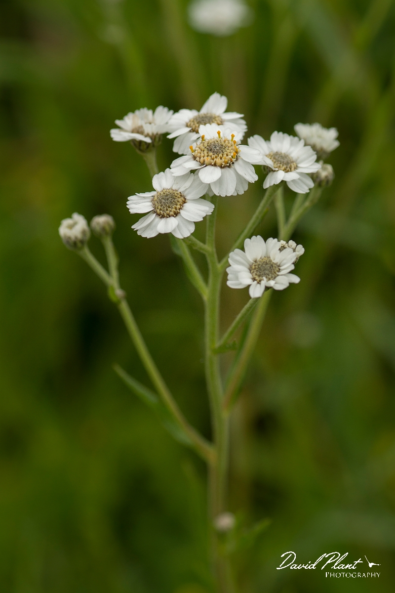 David Plant Photography - Wildlife Photography - Sneezewort - A.jpg - Sneezewort - Ayrshire