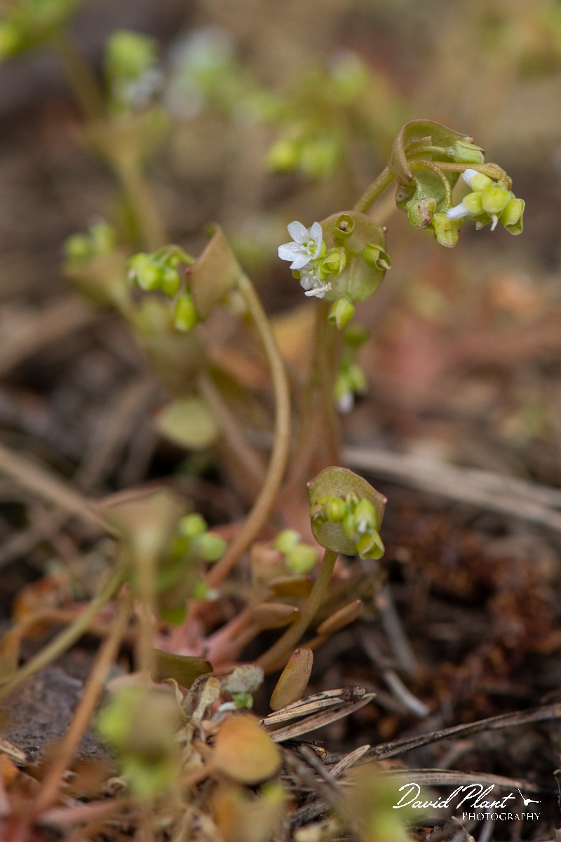 David Plant Photography - Wildlife Photography - Springbeauty - A.JPG - Springbeauty - Norfolk