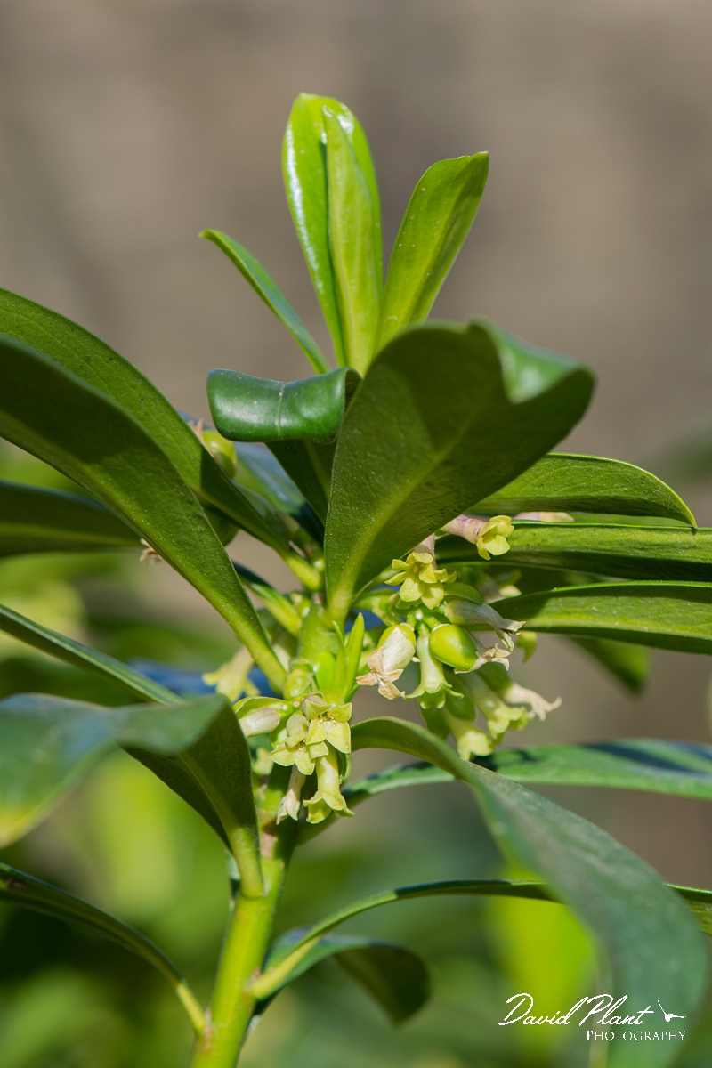 David Plant Photography - Wildlife Photography - Spurge-laurel - C.JPG - Spurge-laurel flowers- Cotswolds