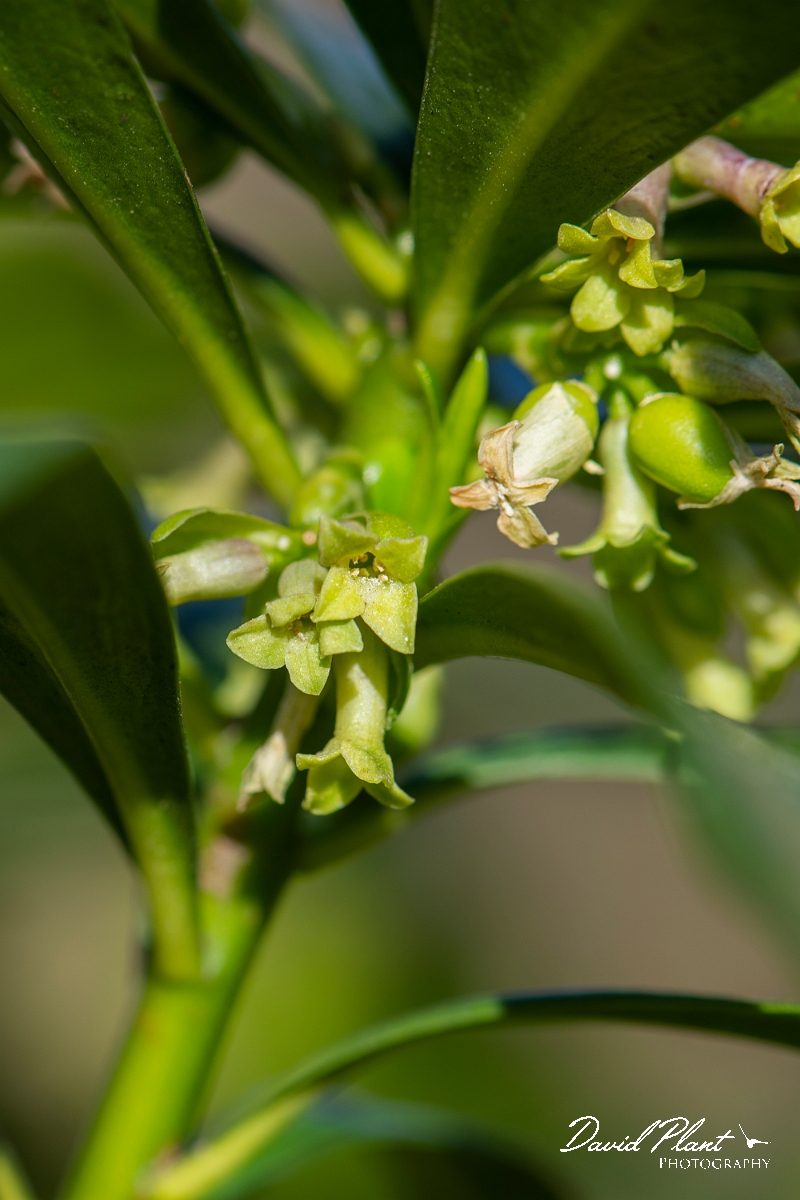 David Plant Photography - Wildlife Photography - Spurge-laurel - D.JPG - Spurge-laurel flowers- Cotswolds