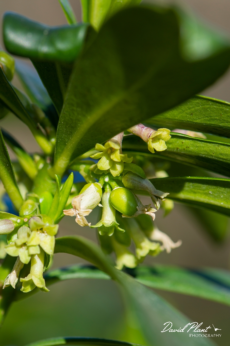 David Plant Photography - Wildlife Photography - Spurge-laurel - E.JPG - Spurge-laurel flowers- Cotswolds