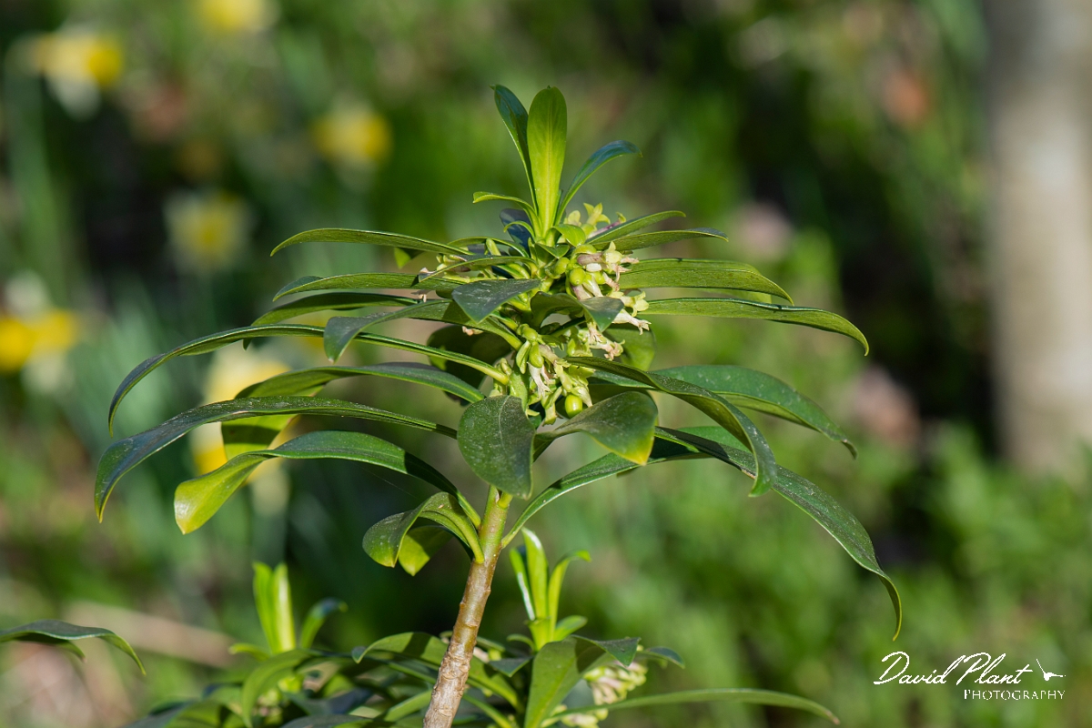 David Plant Photography - Wildlife Photography - Spurge-laurel - F.JPG - Spurge-laurel flower head- Cotswolds