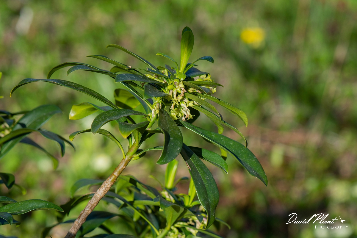 David Plant Photography - Wildlife Photography - Spurge-laurel - G.JPG - Spurge-laurel flower head- Cotswolds