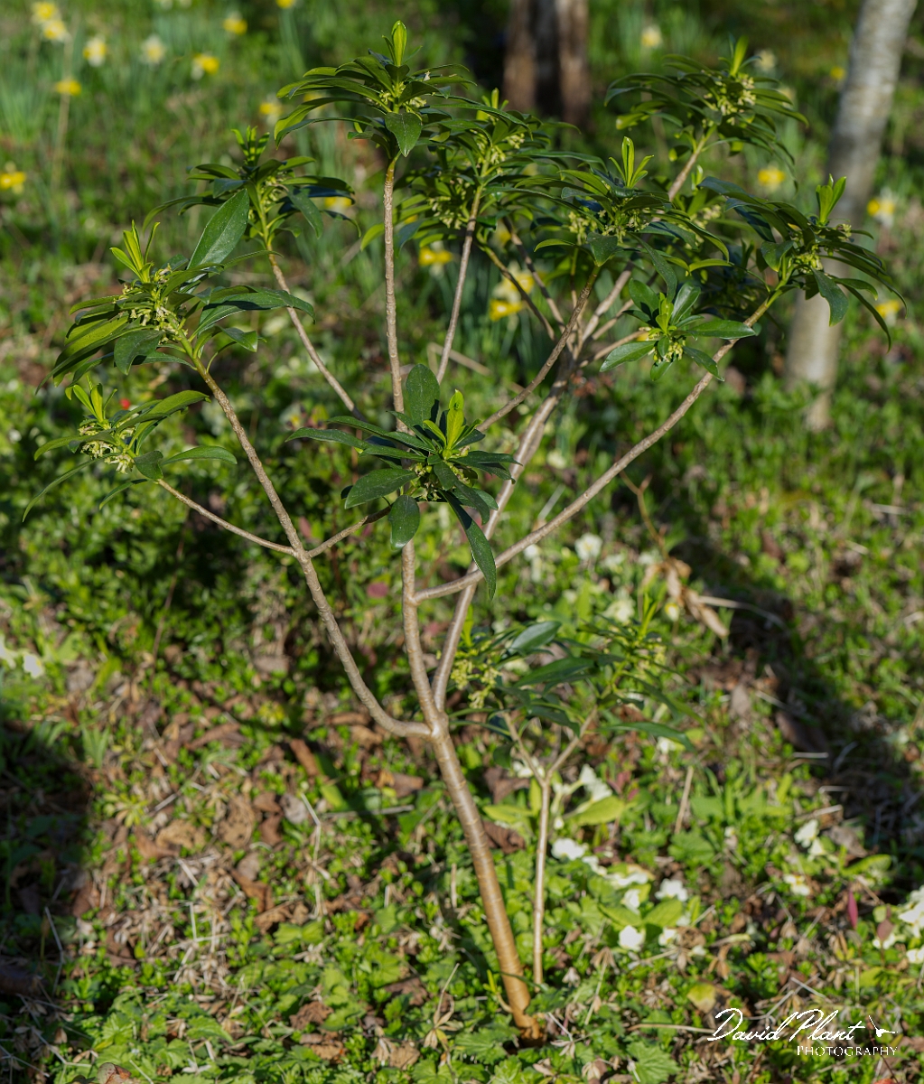 David Plant Photography - Wildlife Photography - Spurge-laurel - H.JPG - Spurge-laurel plant - Cotswolds