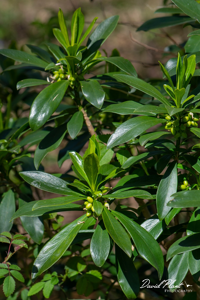 David Plant Photography - Wildlife Photography - Spurge-laurel - I.JPG - Spurge-laurel - Cambridgeshire