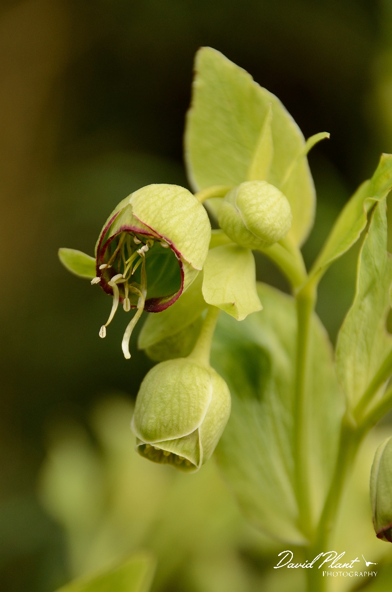 David Plant Photography - Wildlife Photography - Stinking hellebore - A.jpg - Stinking hellebore flower - Cotswolds