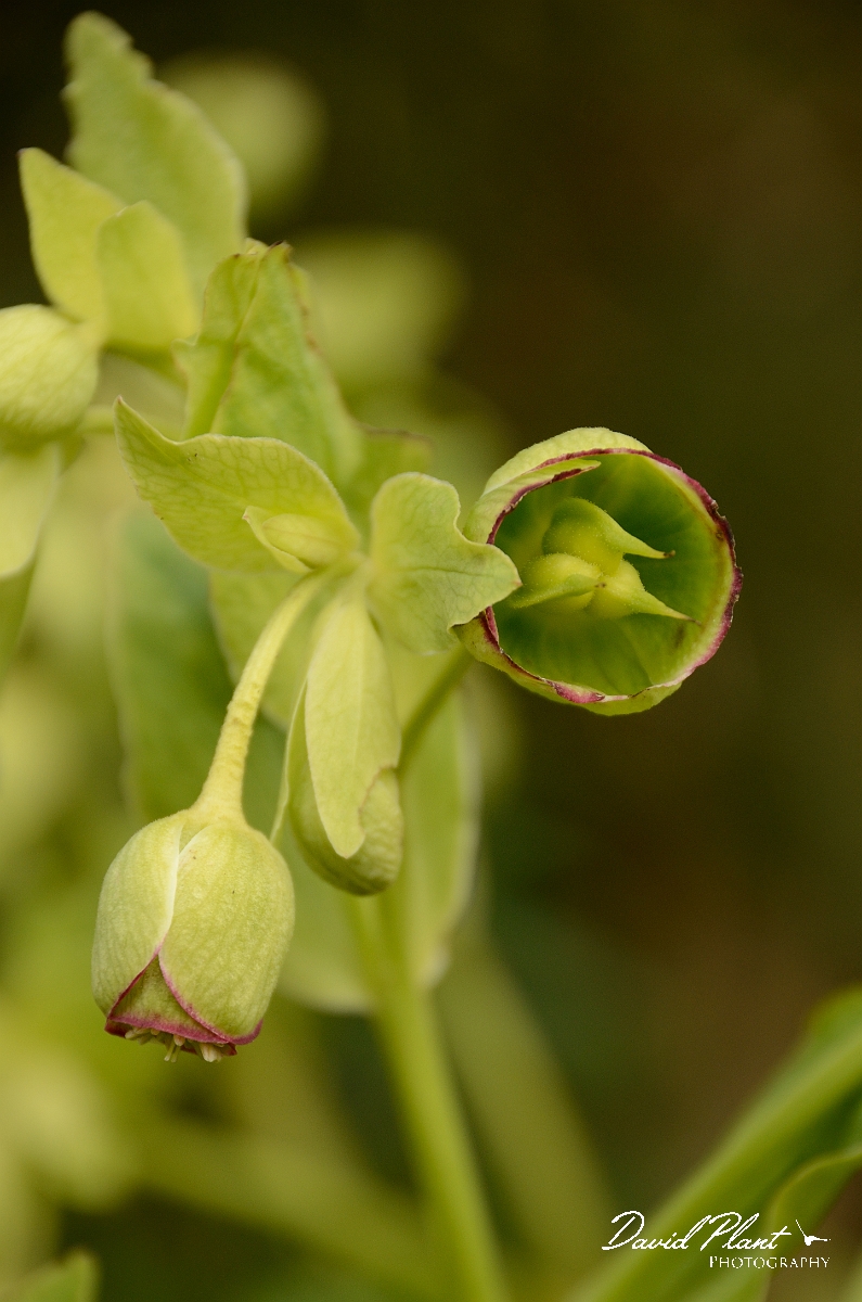 David Plant Photography - Wildlife Photography - Stinking hellebore - B.jpg - Stinking hellebore fruit - Cotswolds