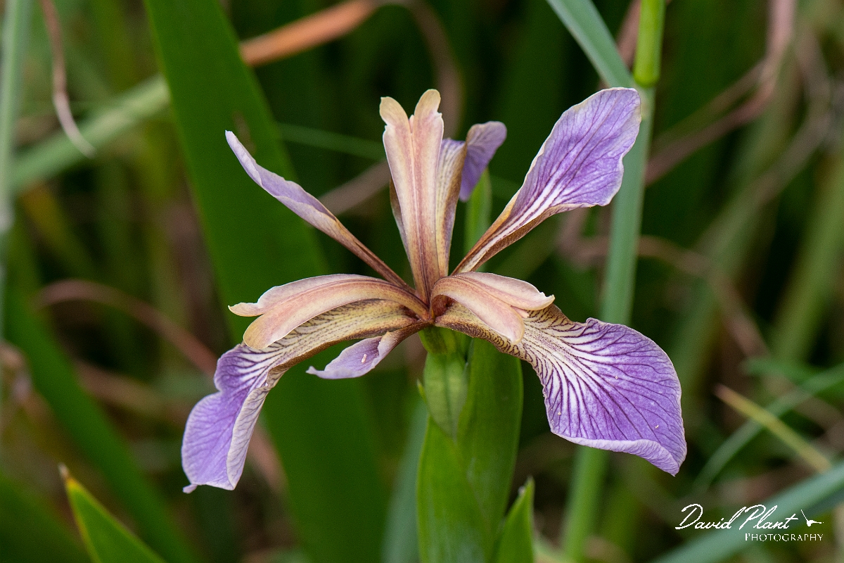 David Plant Photography - Wildlife Photography - Stinking iris - A.jpg - Stinking iris - Dorset
