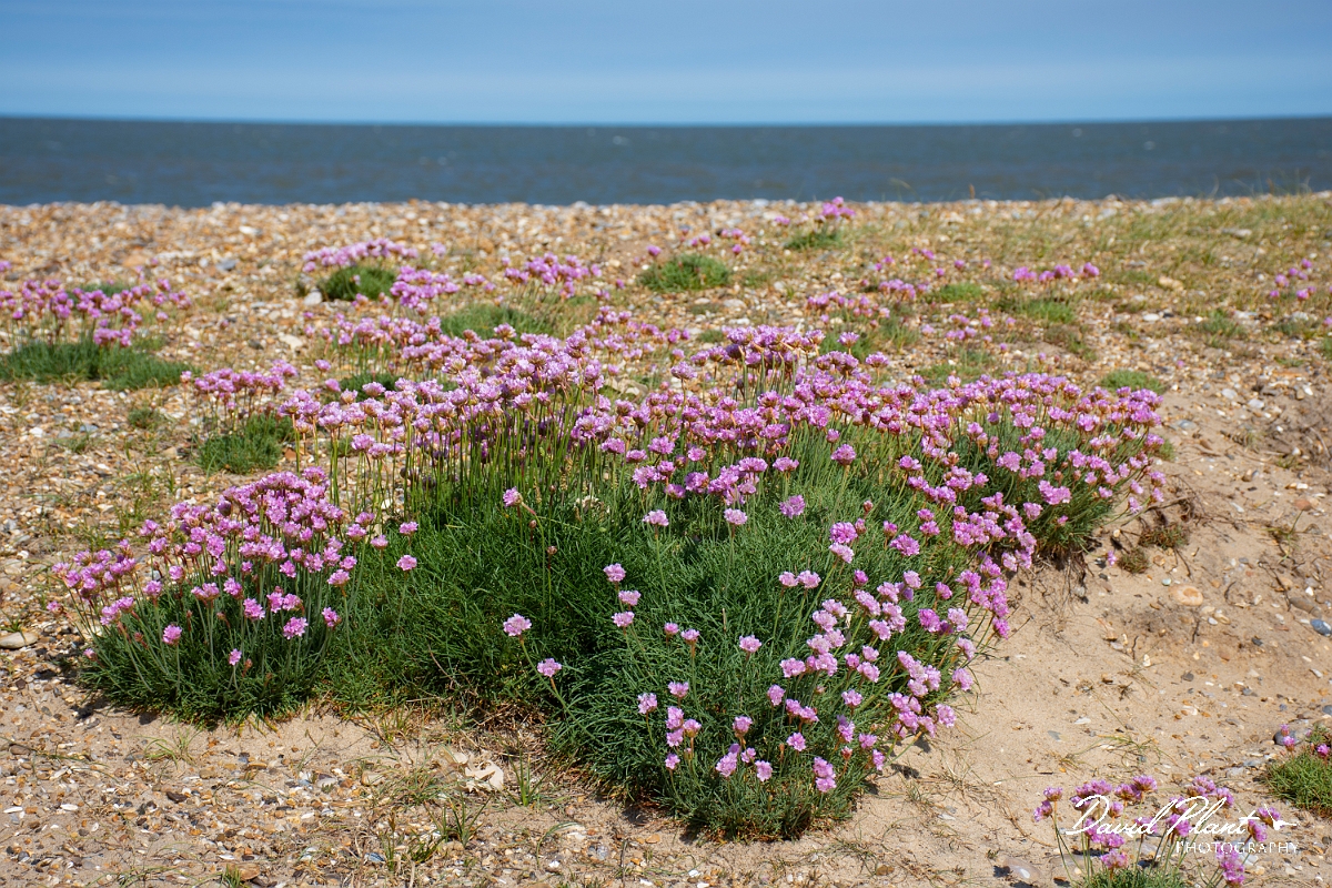 David Plant Photography - Wildlife Photography - Thrift - B.JPG - Thrift plants on beach - Suffolk