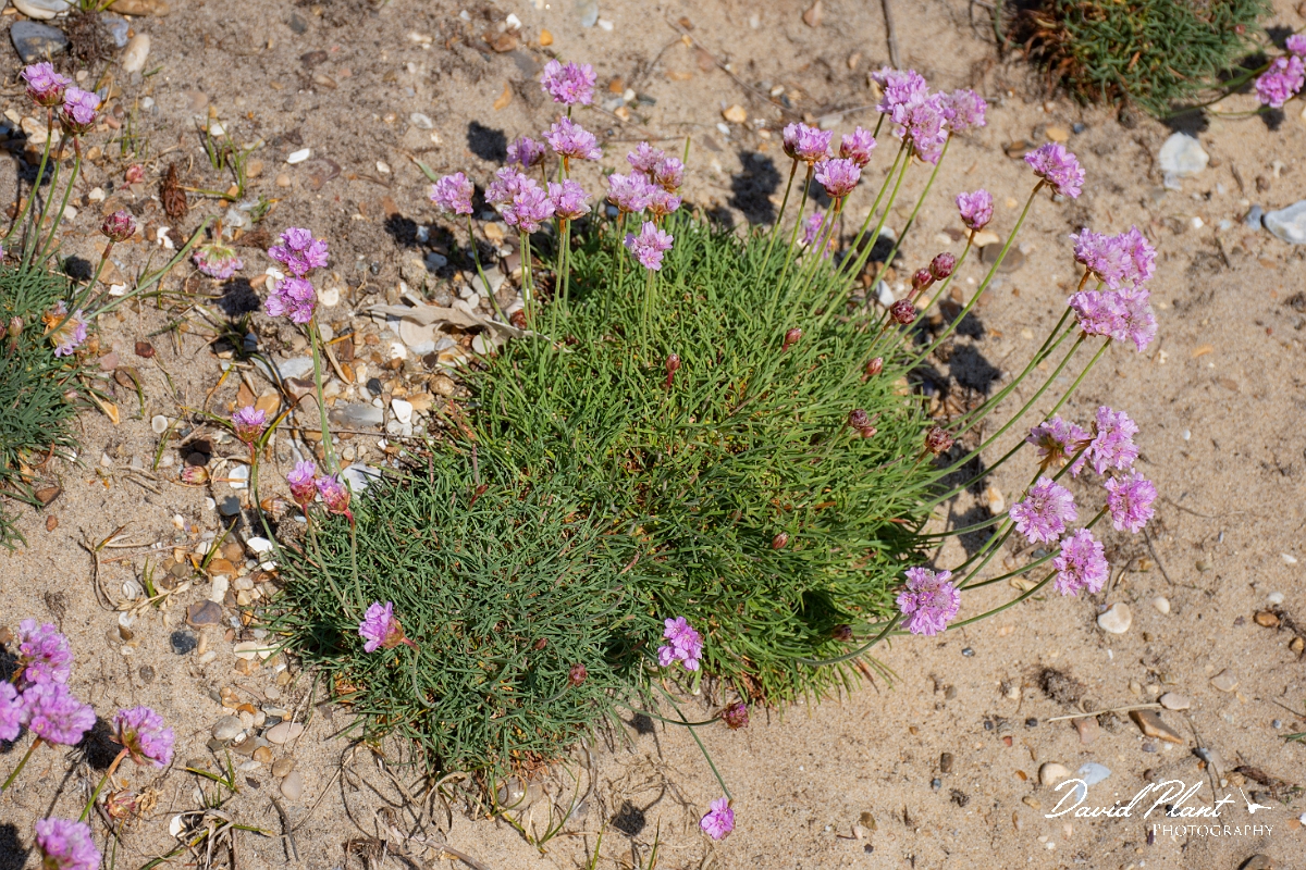 David Plant Photography - Wildlife Photography - Thrift - C.JPG - Thrift - Suffolk
