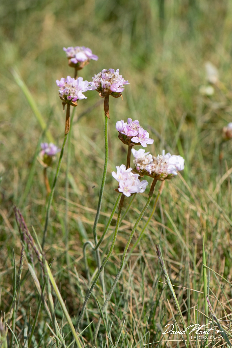 David Plant Photography - Wildlife Photography - Thrift - D.JPG - Thrift  - Essex