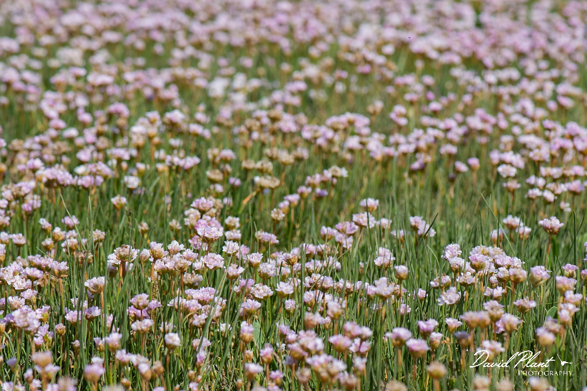 David Plant Photography - Wildlife Photography - Thrift - E.JPG - Thrift carpet - Essex