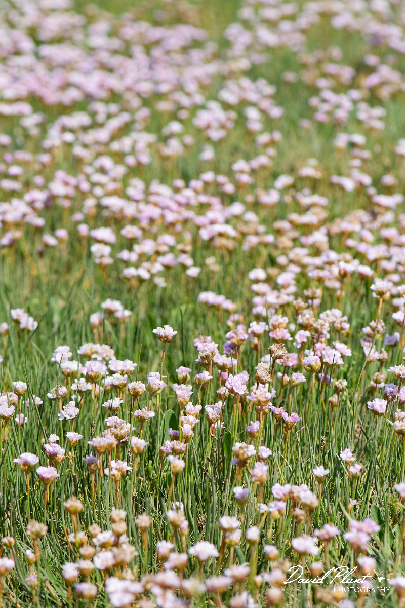 David Plant Photography - Wildlife Photography - Thrift - F.JPG - Thrift carpet - Essex
