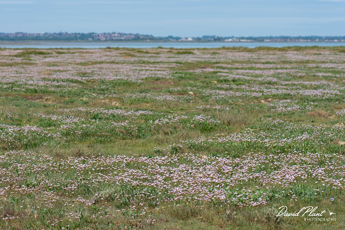 David Plant Photography - Wildlife Photography - Thrift - G.JPG - Thrift, extensive expanse in saltmarsh - Essex