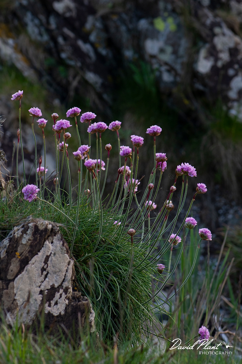 David Plant Photography - Wildlife Photography - Thrift - H.JPG - Thrift - Dumfries and Galloway
