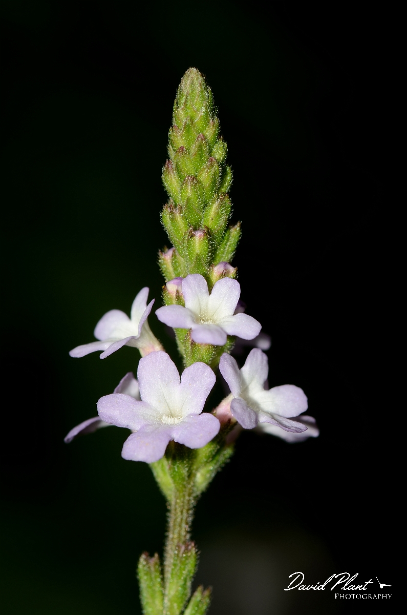 David Plant Photography - Wildlife Photography - Vervain - A.jpg - Vervain flower spike - Suffolk