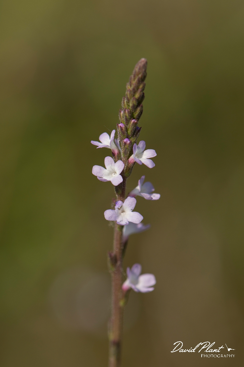 David Plant Photography - Wildlife Photography - Vervain - B.jpg - Vervain - Kent