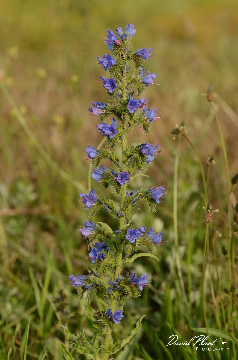 David Plant Photography - Wildlife Photography - Viper's bugloss - A.jpg - Viper's bugloss - Norfolk