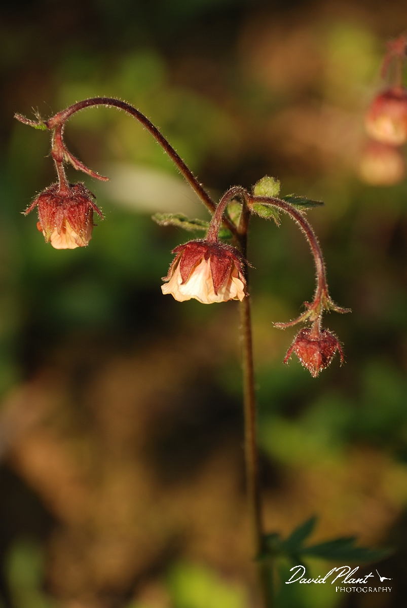 David Plant Photography - Wildlife Photography - Water avens - A.jpg - Water avens - Cotswolds