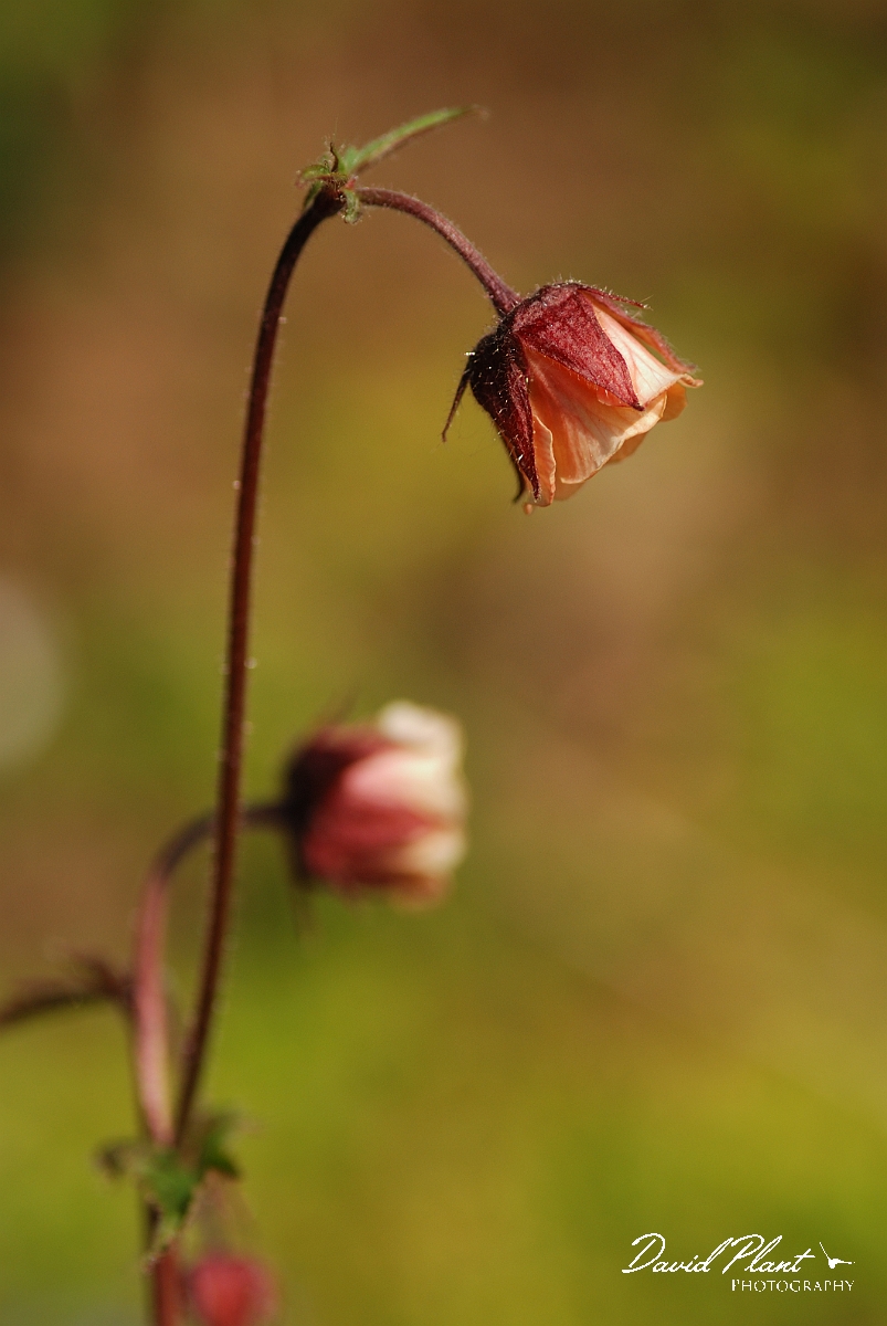 David Plant Photography - Wildlife Photography - Water avens - B.jpg - Water avens - Cotswolds
