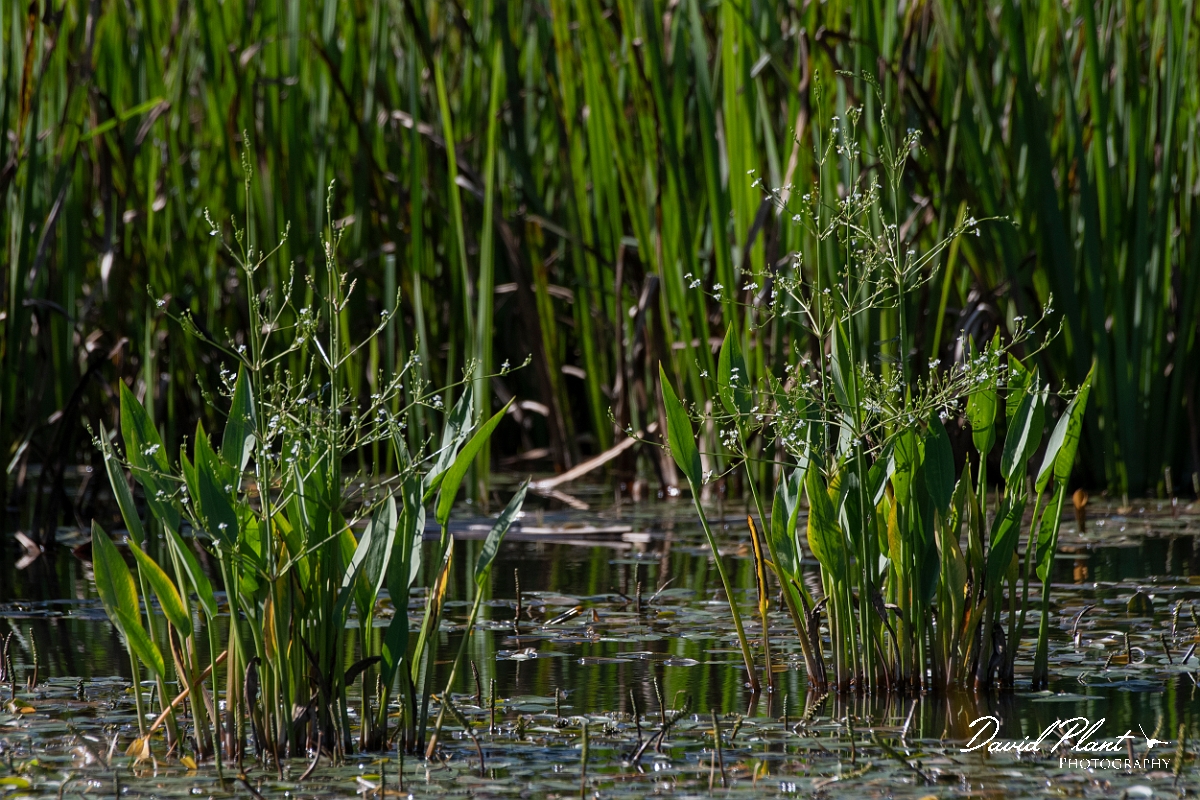 David Plant Photography - Wildlife Photography - Water plantain - A.JPG - Water plantain - Norfolk