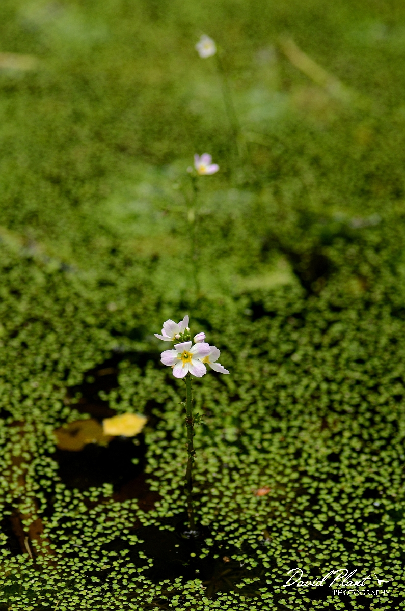 David Plant Photography - Wildlife Photography - Water violet - A.jpg - Water violet - Norfolk