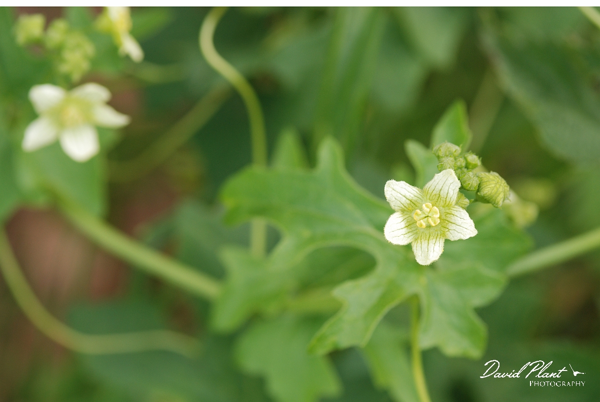 David Plant Photography - Wildlife Photography - White bryony - A.jpg - White bryony flowers - Bedfordshire