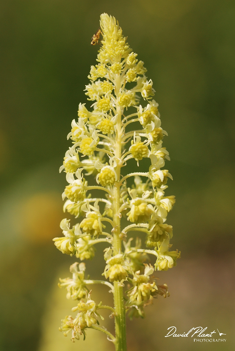 David Plant Photography - Wildlife Photography - Wild mignonette - A.jpg - Wild mignonette flowerhead - Bedfordshire