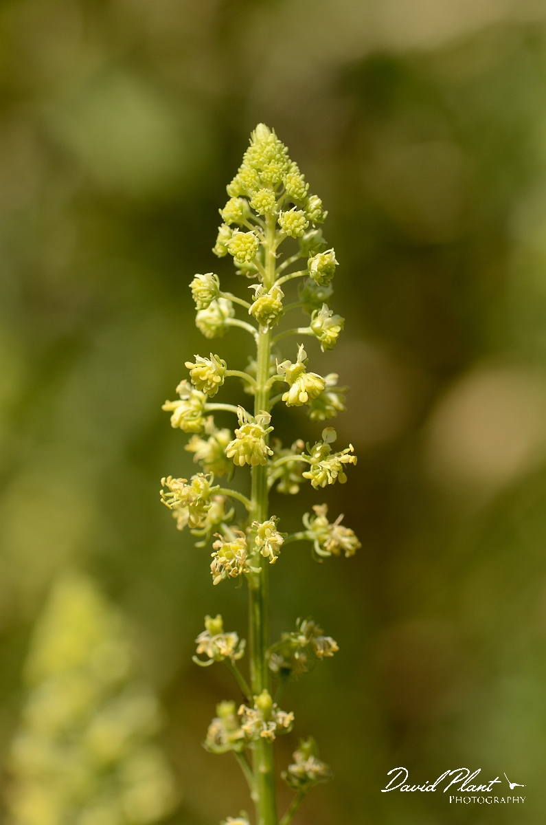 David Plant Photography - Wildlife Photography - Wild mignonette - B.jpg - Wild mignonette - Hertfordshire