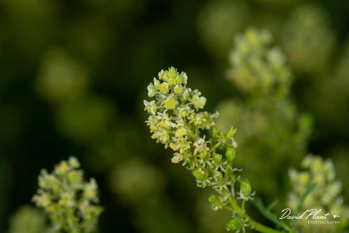 David Plant Photography - Wildlife Photography - Wild mignonette - C.jpg - Wild mignonette - Cotswolds